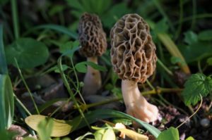 Morchella americana