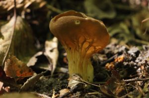 Helvella acetabulum