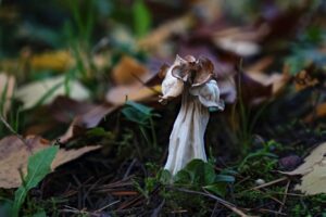 Helvella crispa