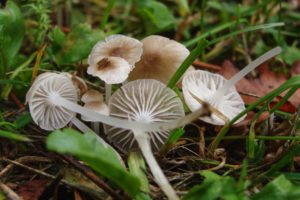 Hemimycena mairei