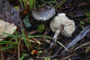 Lepiota griseovirens