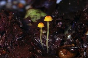 Pruinomycena acicula