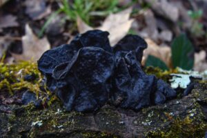 Exidia glandulosa